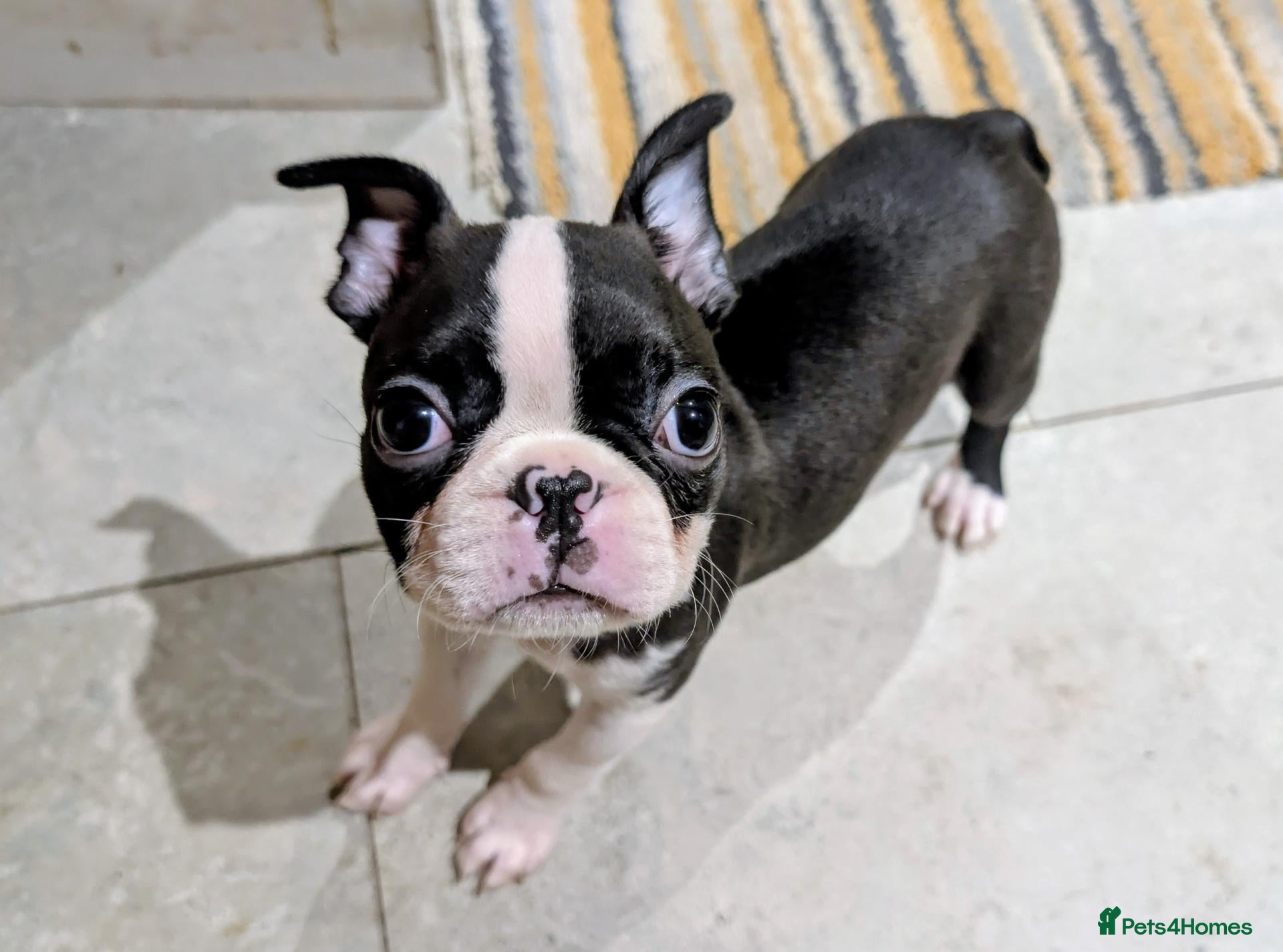Boston Terrier dogs 1 BOY  LEFT/Adorable KC reg Boston - Advert 7