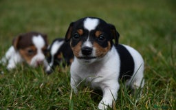 Jack Russell dogs for sale: Jack Russel puppies for sale  - Image 6