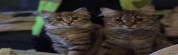 Mixed Breed cats for sale: 2 female cats mummy and daughter  - Advert 1