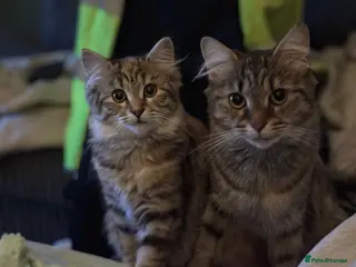 Mixed Breed cats 2 female cats mummy and daughter - Advert 3