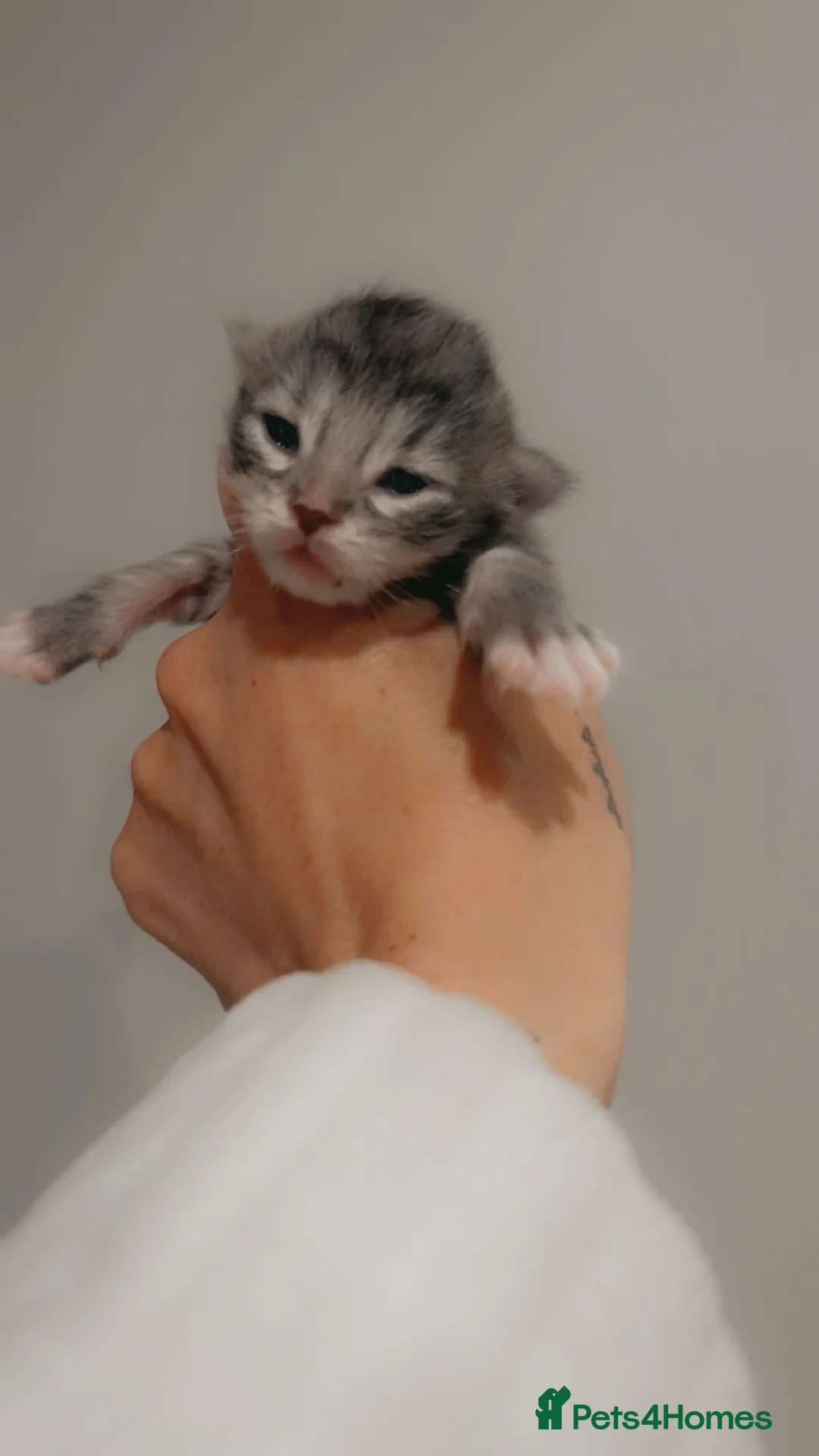 Maine Coon cats for sale: Full Pedigree Maine Coon Kittens  - Advert 4