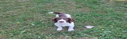 English Springer Spaniel dogs for sale: Fully health tested springer spaniels *last boy*  - Advert 4