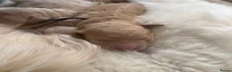Goldendoodle dogs for sale: Beautiful Goldendoodle Puppies Available  - Advert 2