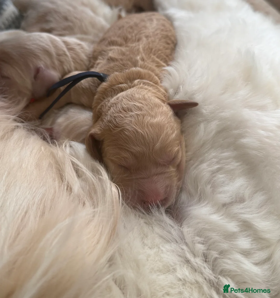 Goldendoodle dogs for sale: Beautiful Goldendoodle Puppies Available  - Advert 2