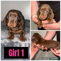 Miniature Dachshund dogs - Advert 2