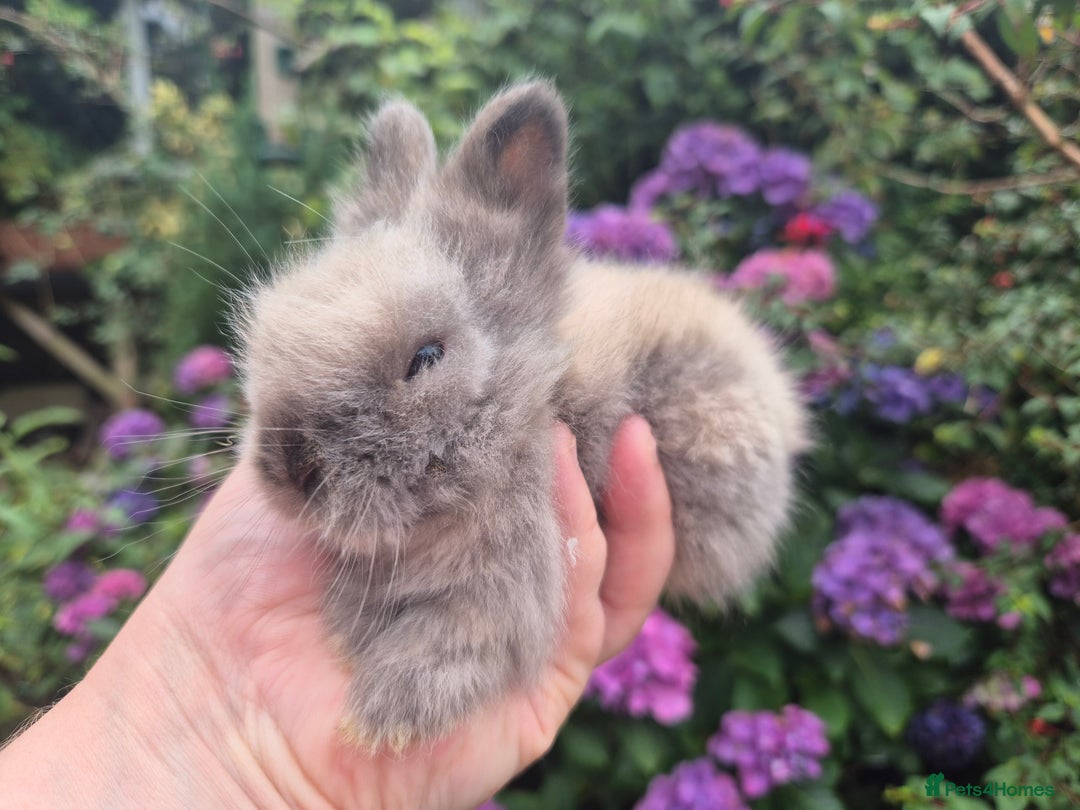 Angora rabbits for sale: 🧡Teddydwerg babies- Imported parents🧡 - Image 10