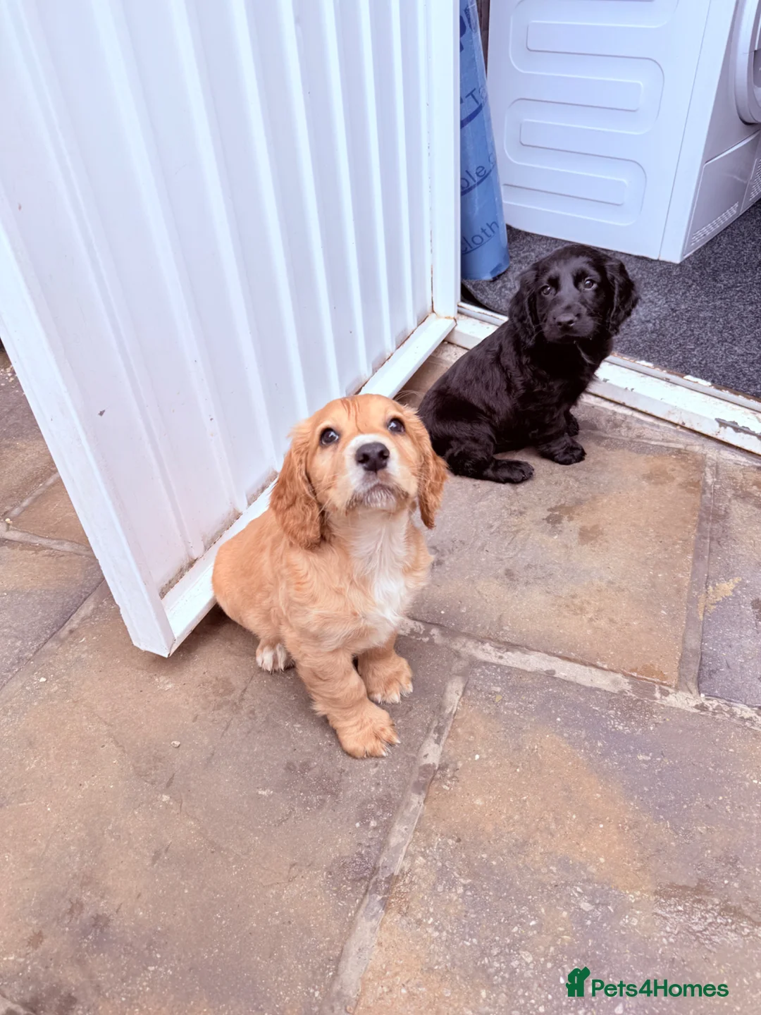 Cocker Spaniel dogs for sale: 1 puppy remaining cocker spaniels ready 07/05 - Advert 2