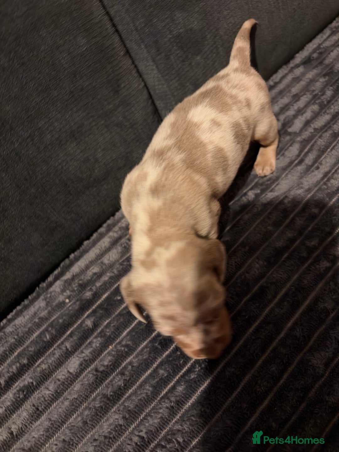 Miniature Dachshund dogs for sale: 🐾 Miniature Dachshund Puppies KC Registered  - Advert 35