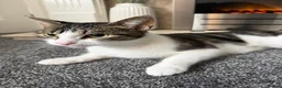 Domestic Shorthair cats for sale: 2 year old female cat  in Rotherham - Advert 5