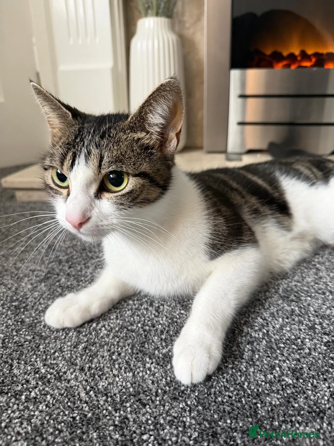 Domestic Shorthair cats for sale: 2 year old female cat  in Rotherham - Advert 5