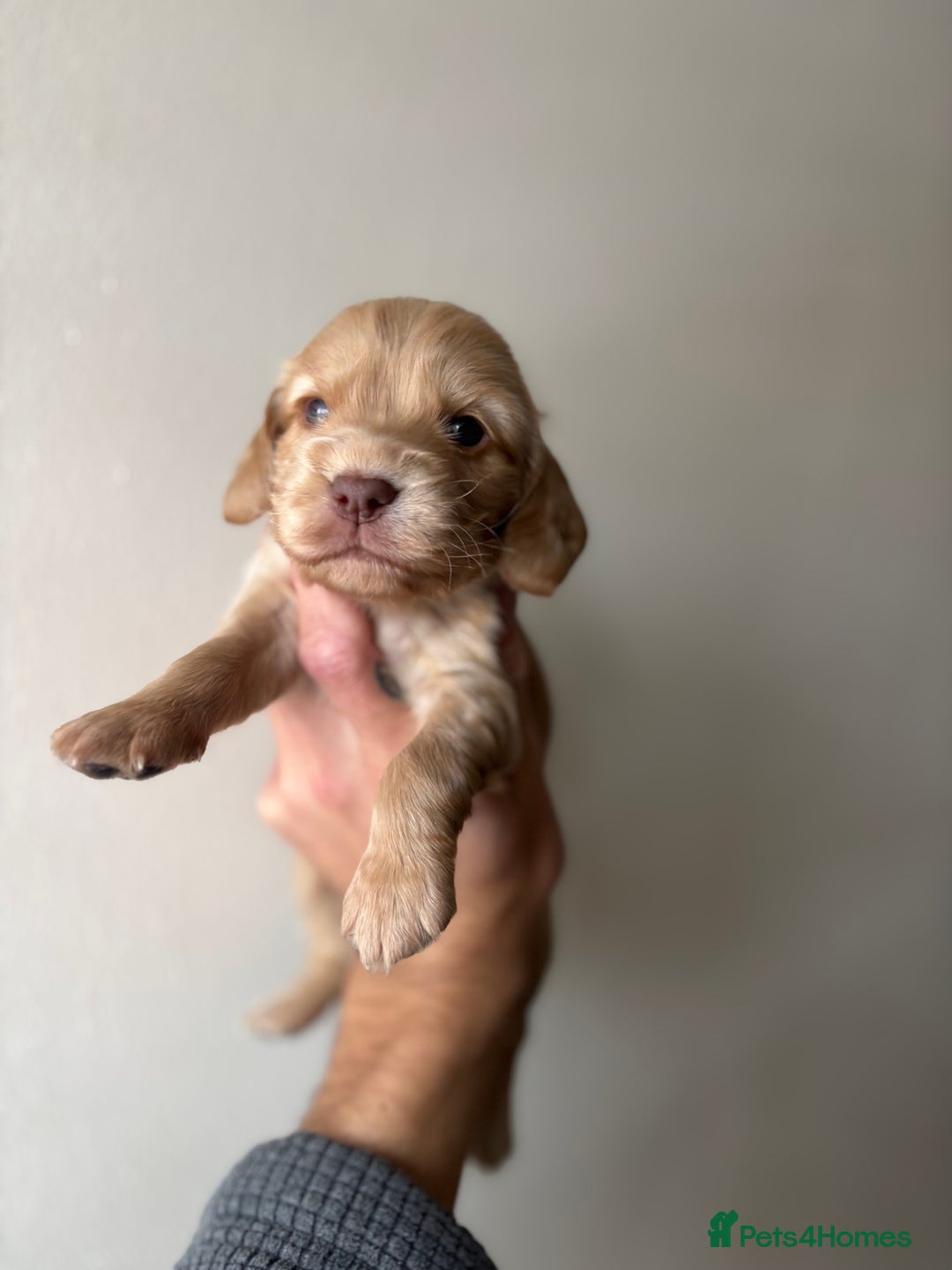 Cocker Spaniel dogs for sale: 🐾Show Cocker Spaniel 🐾  - Image 8