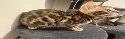 Bengal cats for sale: Beautiful pure bengal girl looking for new home  - Advert 9