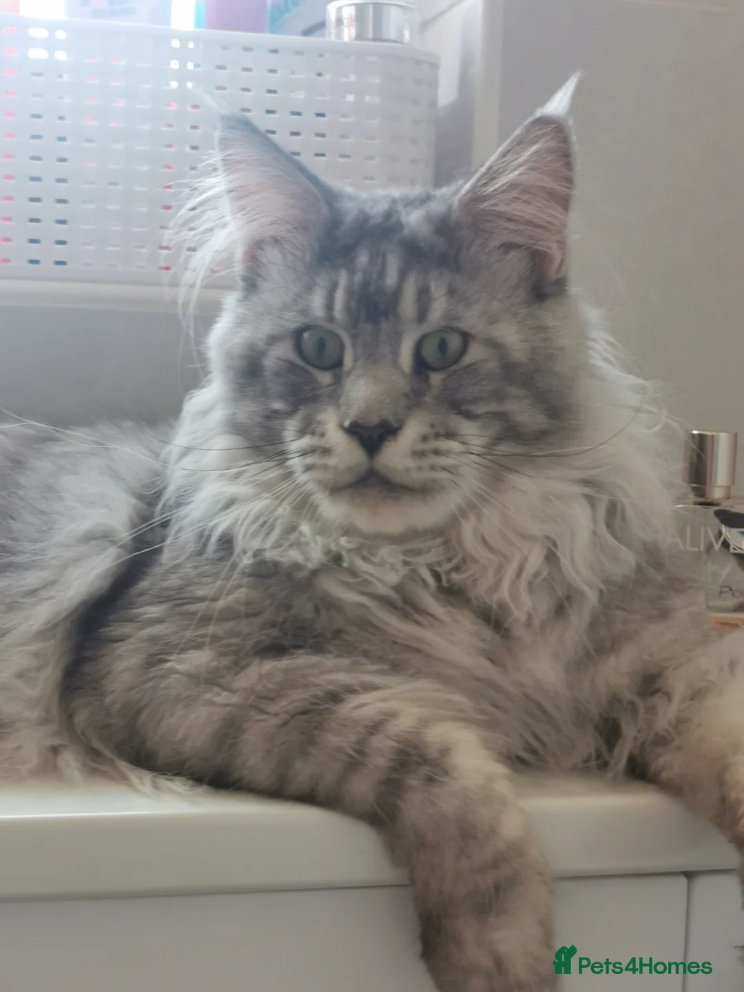 Maine Coon cats for sale: Full pedigree Maine Coon kittens - Advert 23