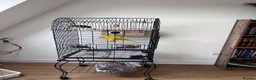 Parrots birds for sale: Two kakariki parrots in Edgware - Advert 2