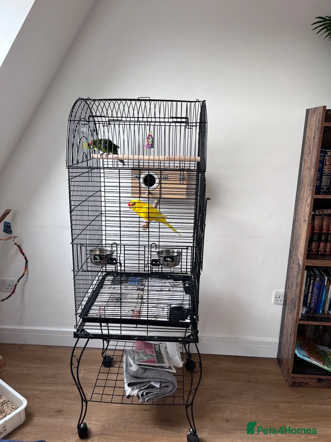 Parrots birds for sale: Two kakariki parrots in Edgware - Advert 2
