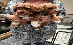 Poochon dogs for sale: Poochon puppies  - Image 3