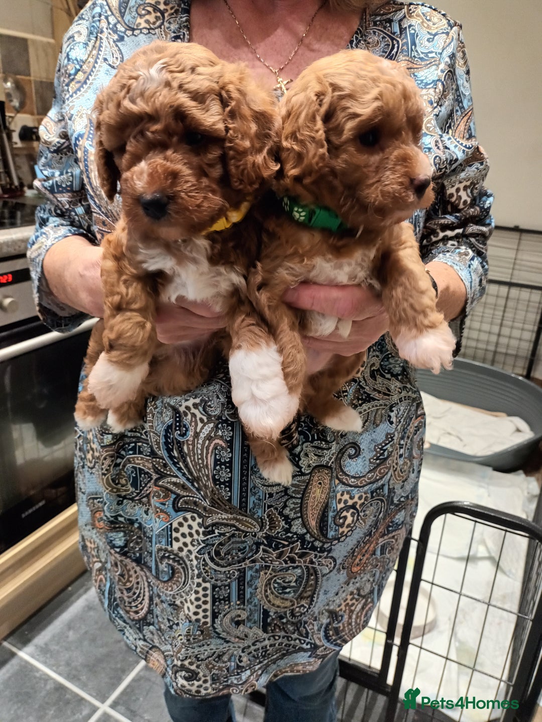 Poochon dogs for sale: Poochon puppies  - Image 3