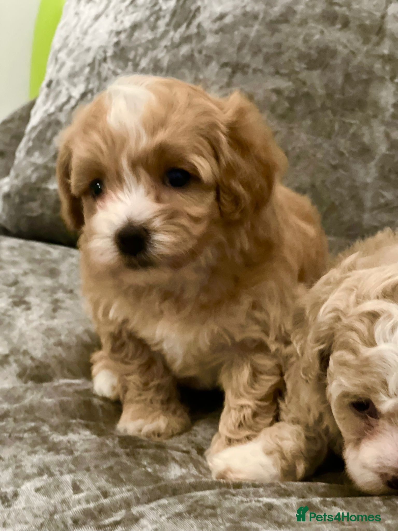 Maltipoo dogs Maltipoo  **  puppies  - Advert 5