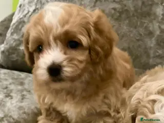 Maltipoo dogs Maltipoo ** puppies - Advert 5