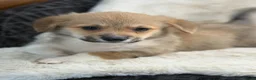 Welsh Corgi Pembroke dogs for sale: Top quality corgis  - Advert 9