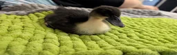 Mixed Breed poultry for sale: 🦆💛 **ONLY 3 DUCKLINGS LEFT!** 💛🦆 - Advert 11
