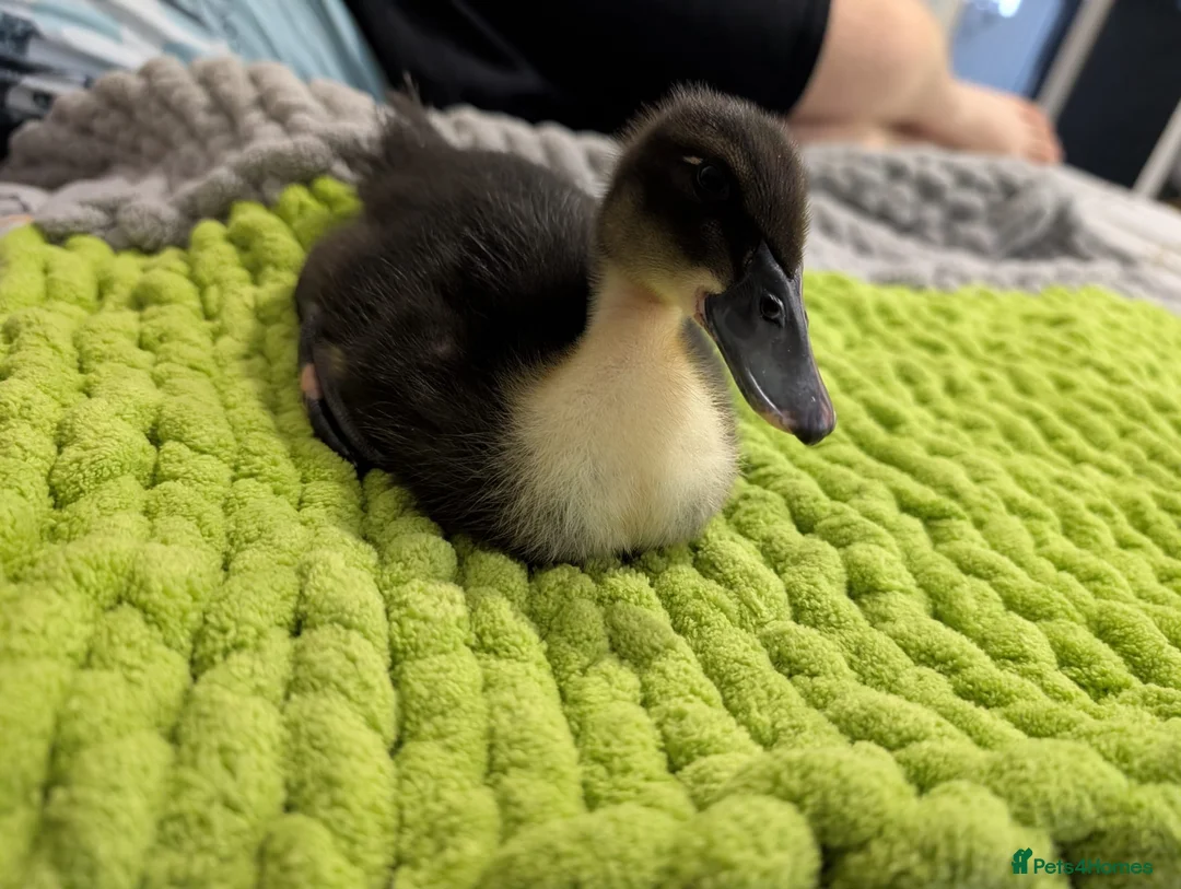 Mixed Breed poultry for sale: 🦆💛 **ONLY 3 DUCKLINGS LEFT!** 💛🦆 - Advert 11