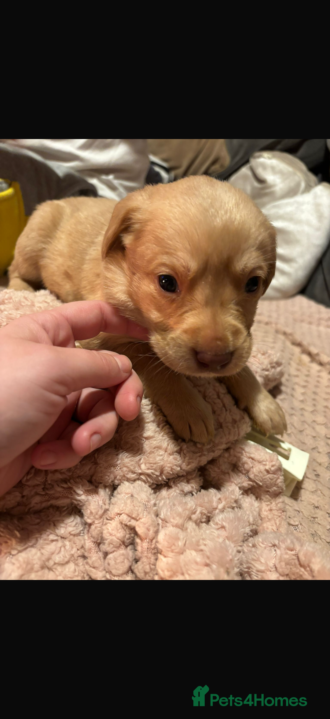 Labrador Retriever dogs for sale: Dudley Labrador Puppies - Advert 1