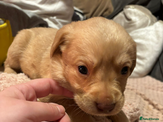 Labrador Retriever dogs Dudley Labrador Puppies - Advert 1