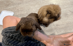 Mixed Breed rabbits for sale: 2 x Bonded Mini Lop X Lionhead Rabbits  - Image 14