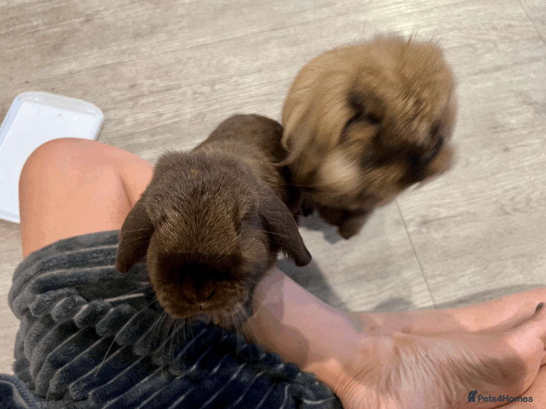 Mixed Breed rabbits for sale: 2 x Bonded Mini Lop X Lionhead Rabbits  - Image 14