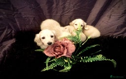 Miniature Dachshund dogs for sale: English Cream miniature dachshund  - Advert 17