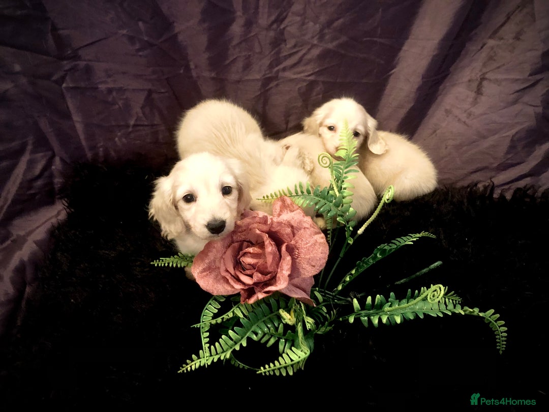 Miniature Dachshund dogs for sale: English Cream miniature dachshund  - Advert 17