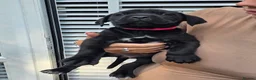 Cane Corso dogs for sale: Cane Corso puppies - Advert 20