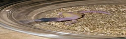 Leopard Gecko reptiles for sale: Leopard Geckos  - Advert 13