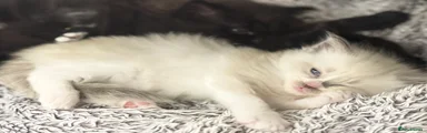 Ragdoll 1