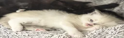 Mixed Breed cats for sale: Four Stunning Ragdoll  & Ragamuffin kittens  - Advert 20