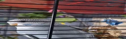 Budgerigars birds for sale: Budgie - Advert 2
