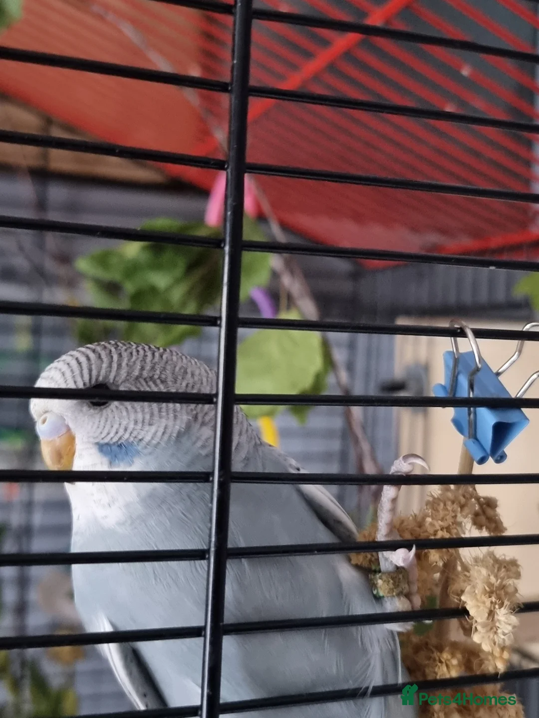 Budgerigars birds for sale: Budgie - Advert 2