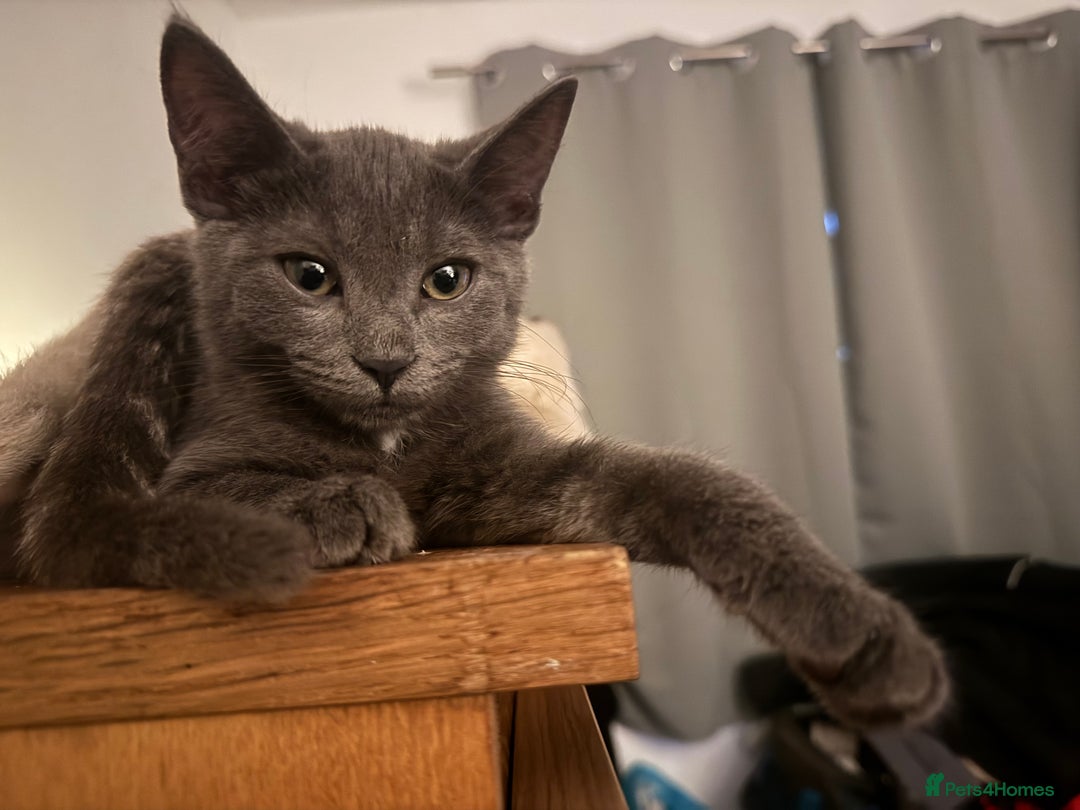 Bengal cats for sale: Beautiful Bengal x British short hair kittens! - Image 8