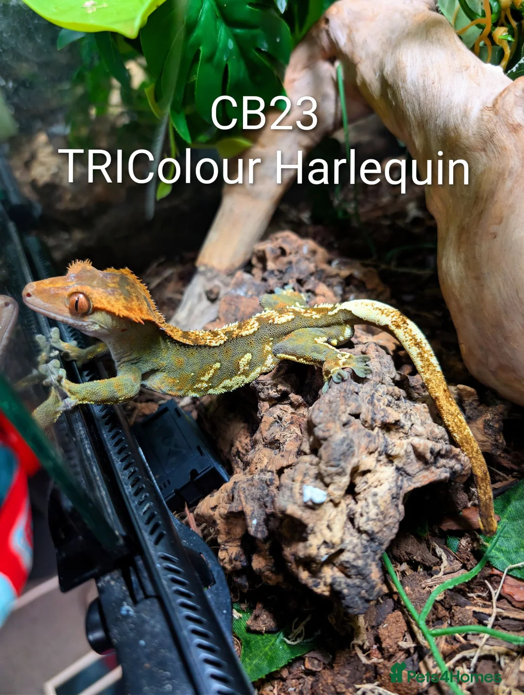 Gecko reptiles for sale: Male Crested Gecko & full set up in Oldham - Advert 2