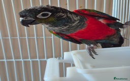 Conures birds for sale: Crimson Red Wing Conure female - Image 4