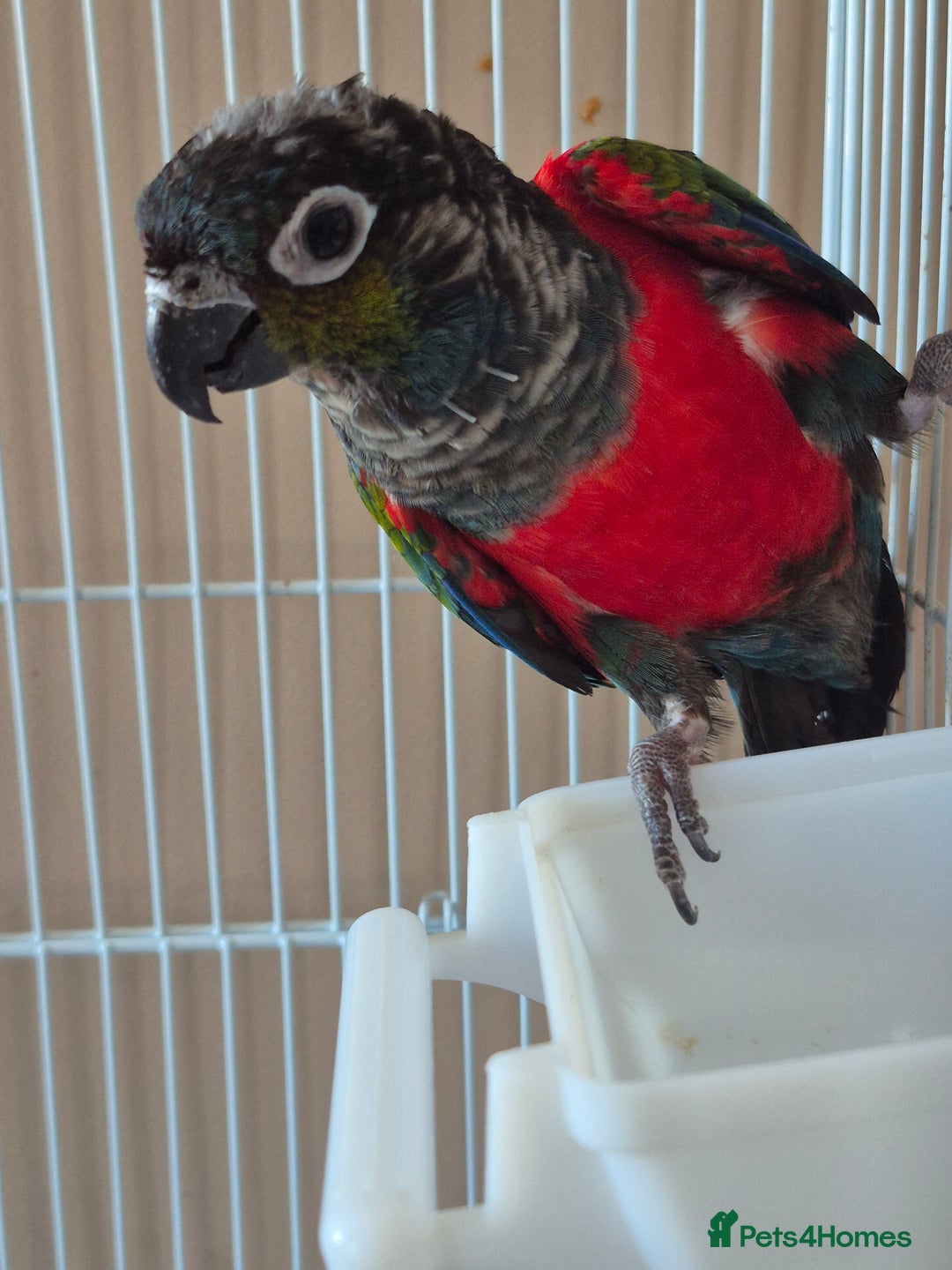 Conures birds for sale: Crimson Red Wing Conure female - Image 4