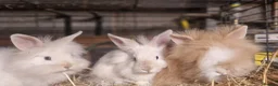 Lionhead rabbits for sale: Lovely tempered little lionhead babies- m and f - Advert 1