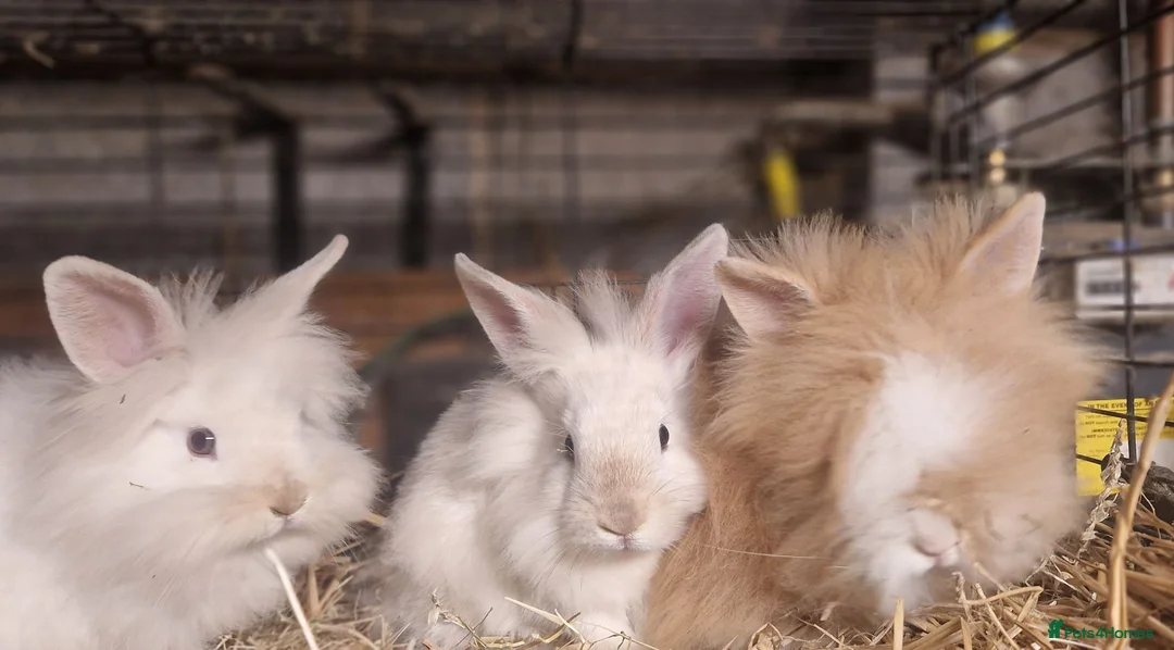 Lionhead rabbits for sale: Lovely tempered little lionhead babies- m and f - Advert 1