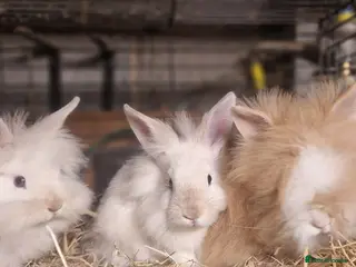 Lionhead rabbits Lovely tempered little lionhead babies- m and f - Advert 9