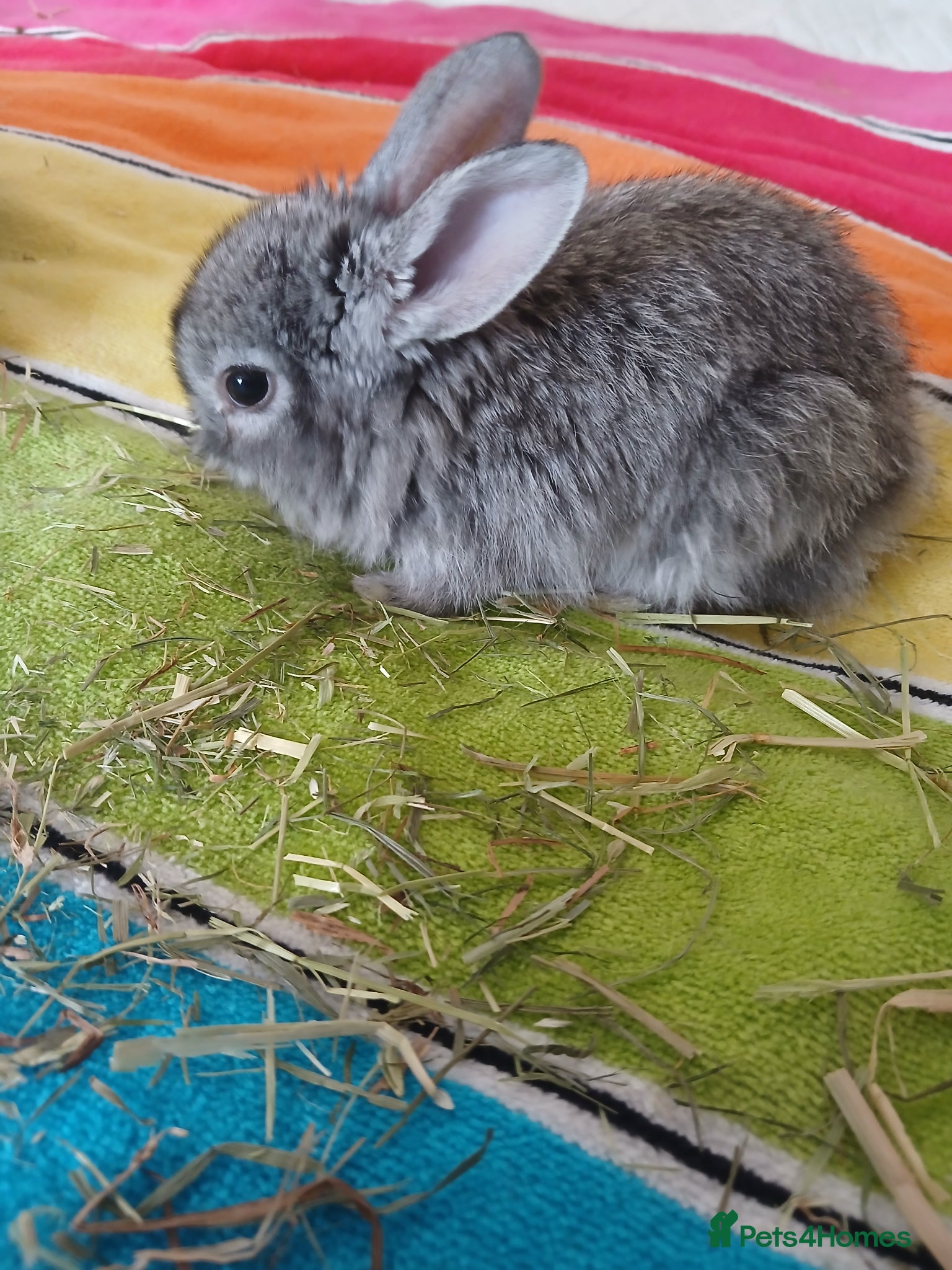 Mixed Breed rabbits for sale: Baby bunnys - Advert 2