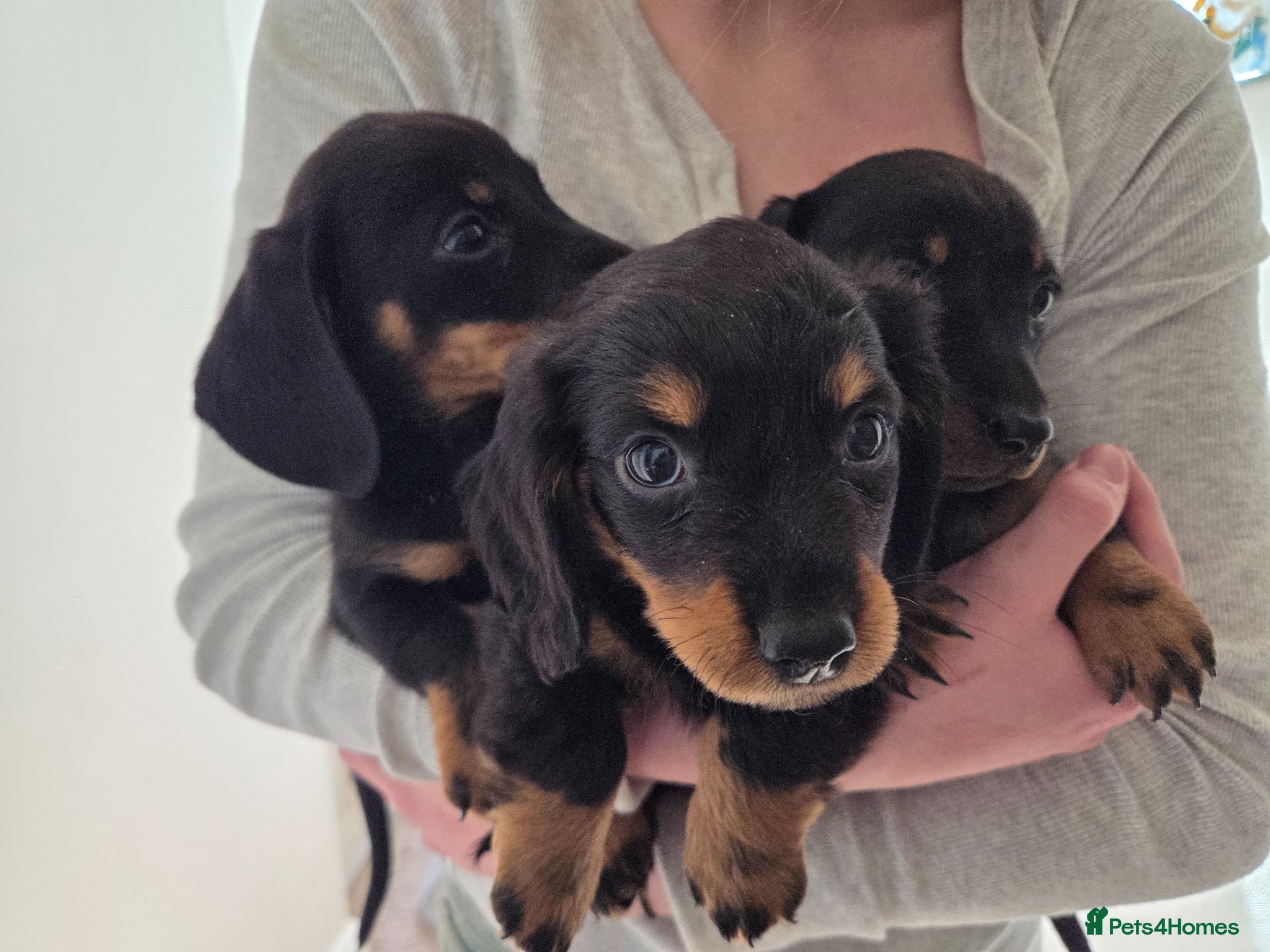 Miniature Dachshund dogs **only 2 girls left** Miniature Dachshunds - Advert 2