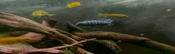 Cichlids fish for sale: Chindongo saulosi - Advert 4