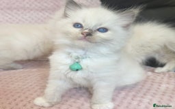 Ragdoll cats for sale: Affectionate, Cuddly, Playful Kittens - Image 5