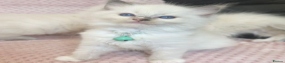 Cyan - Gary
